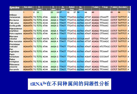 VEGF与原发性高血压的研究进展